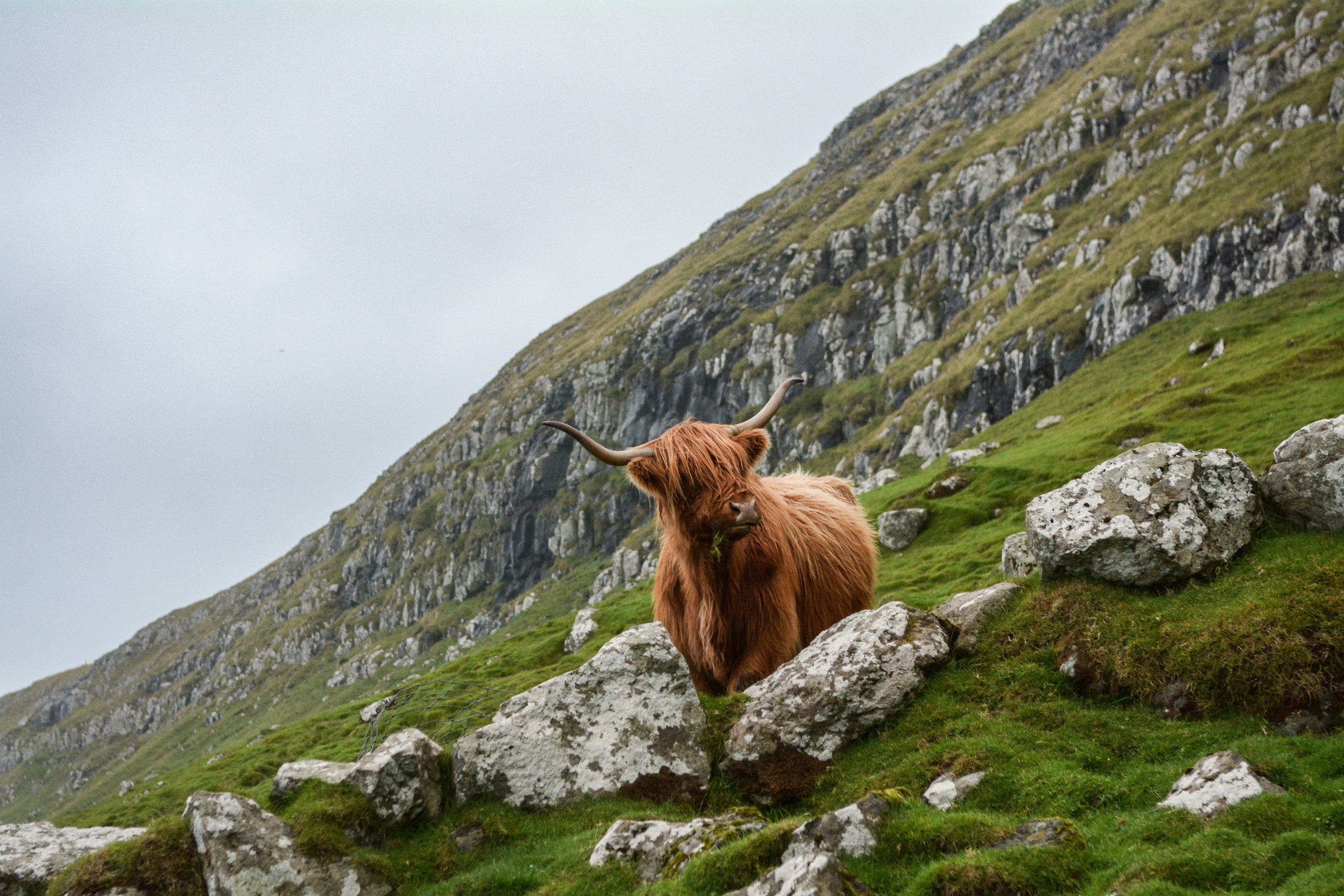 Graisse de bœuf pour la peau : l’ingrédient ancestral qui change tout